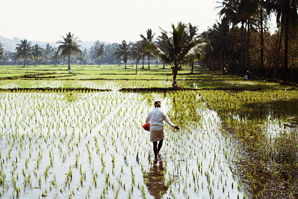Farmer working in a flooded rice paddy field lined with palm trees