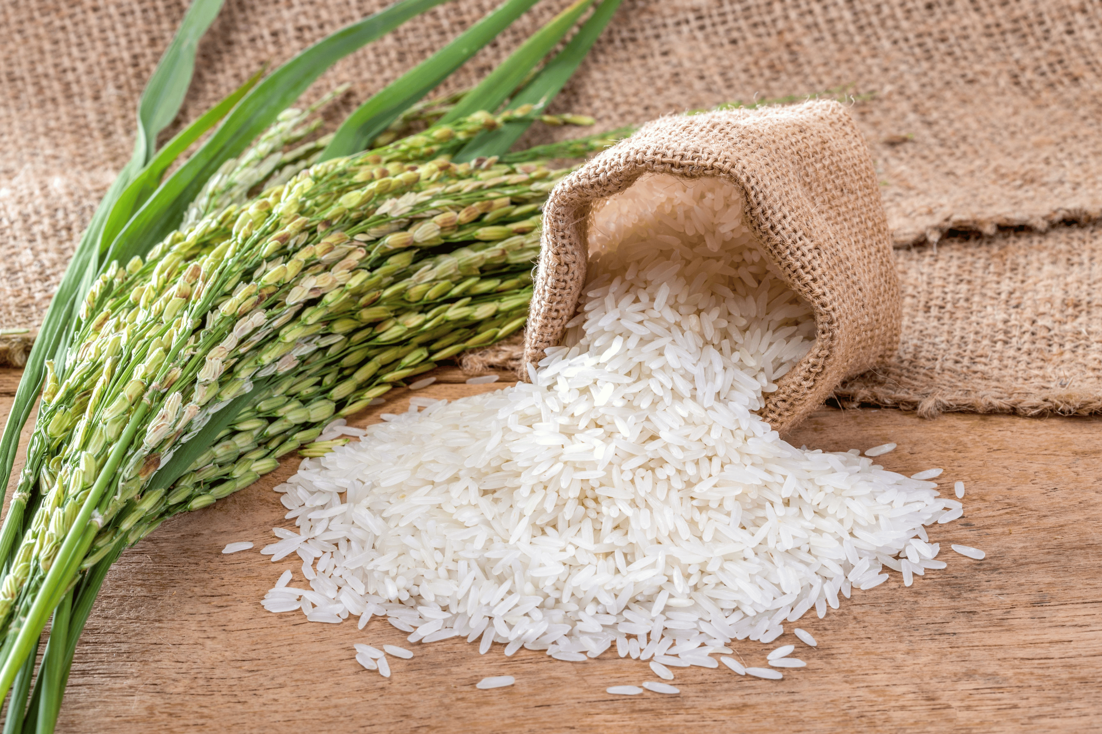 White rice spilling from a burlap sack beside paddy stalks