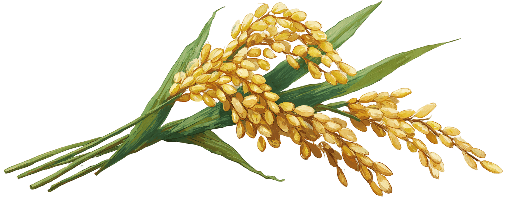 Golden paddy ready for harvest